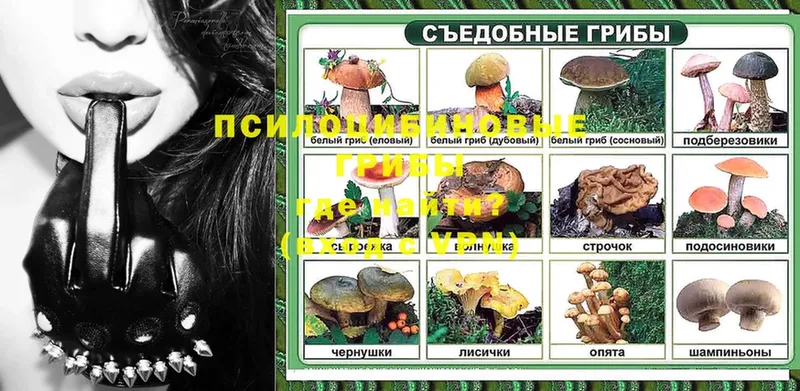 Псилоцибиновые грибы Psilocybe  сколько стоит  Миллерово 